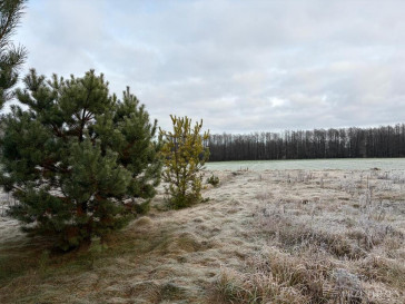 Działka Sprzedaż Jurasze